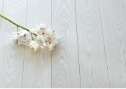 Timberwise - Snow White